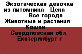Экзотическая девочка из питомника › Цена ­ 25 000 - Все города Животные и растения » Кошки   . Свердловская обл.,Екатеринбург г.